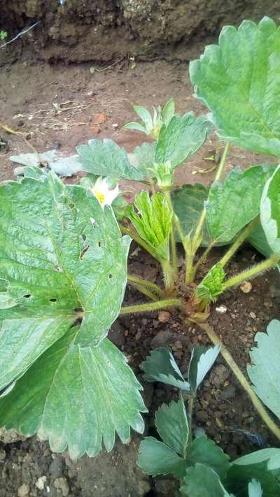 Flea Beetles - Strawberry