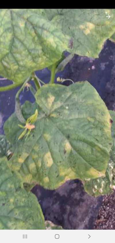 Downy Mildew of Cucurbits - الخيار