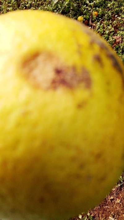 Anthracnose of Citrus - Citrus