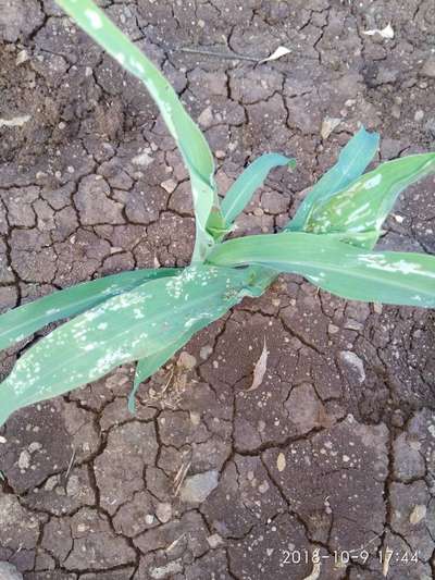 Slugs and Snails - Maize