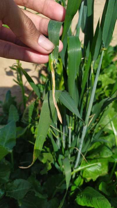 Phosphorus Deficiency - Wheat