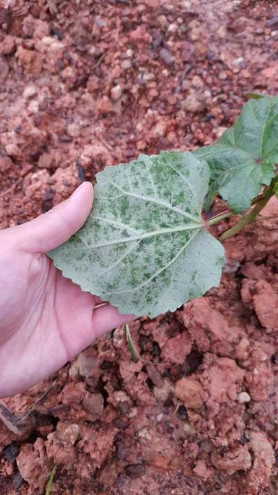 Cercospora Leaf Spot of Okra - Okra