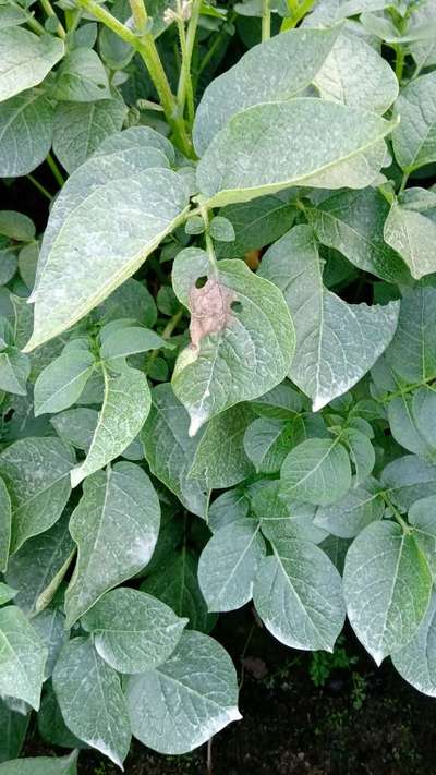 আলুর নাবীধ্বসা রোগ - আলু