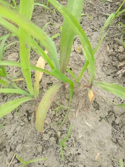 Phosphorus Deficiency - Maize