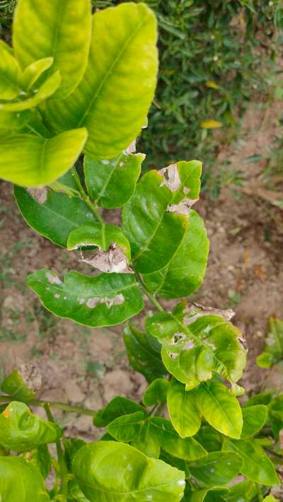 Citrus Leaf Miner - Citrus