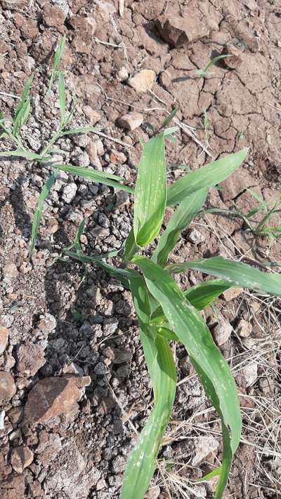 Bean Leaf Webber - Maize