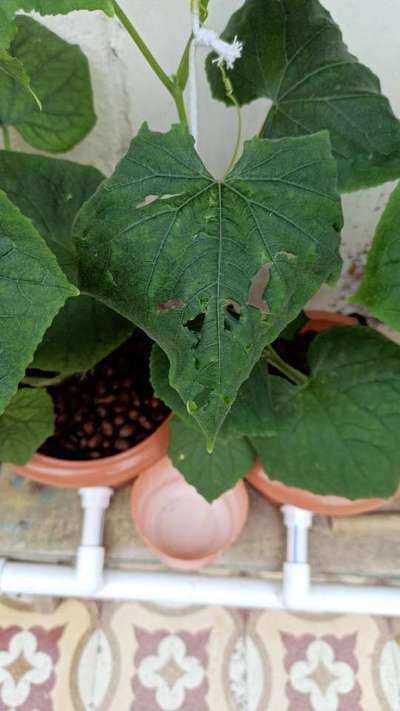 Boron Deficiency - Cucumber