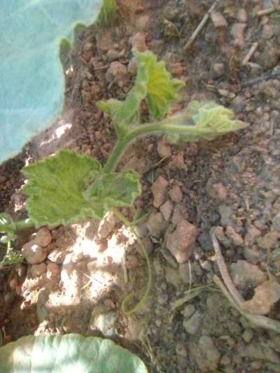 Cucumber Mosaic Virus - Pumpkin