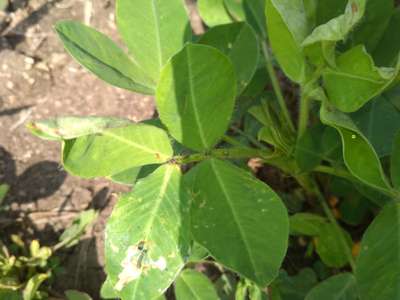 Leaf Miner Flies - Peanut