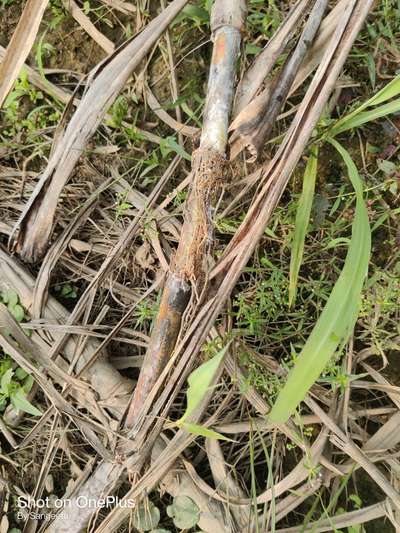 Violet Stem Borer - Sugarcane