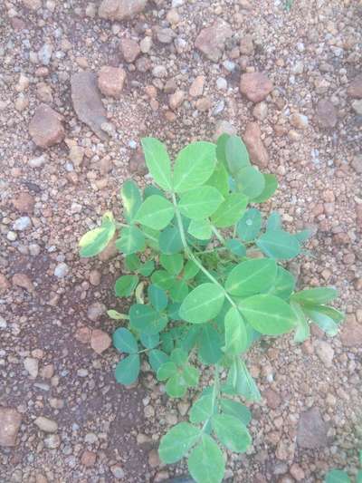 Leafhoppers and Jassids - Peanut