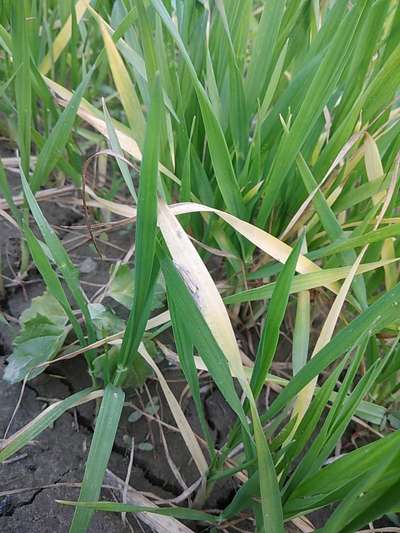 Phosphorus Deficiency - Wheat