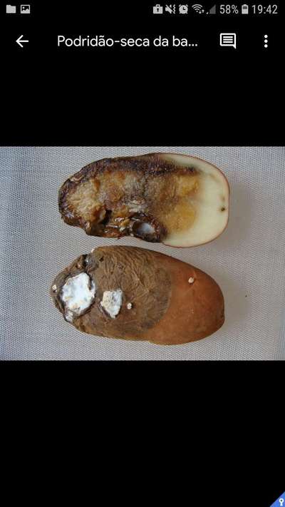 Podridão-de-Fusarium - Batata