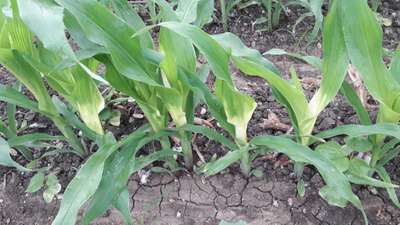 Iron Deficiency - Maize