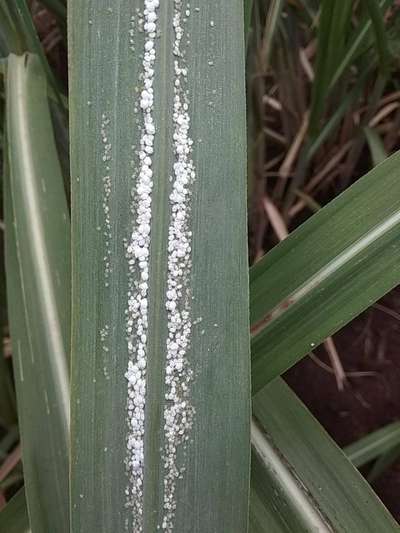 Mealybug - Sugarcane