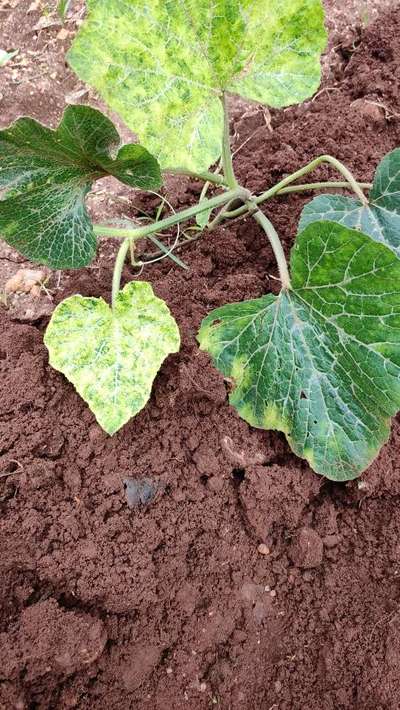 Cucumber Mosaic Virus - Pumpkin