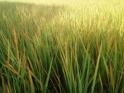 Iron Toxicity in Rice - Rice