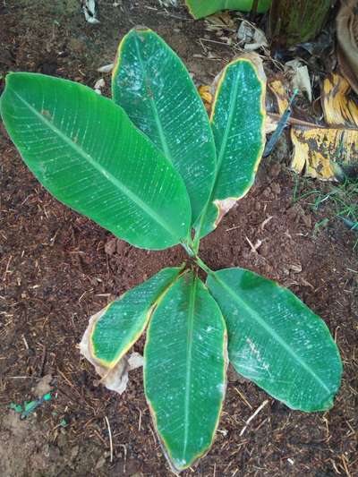 Leaf Blotch of Banana - Banana