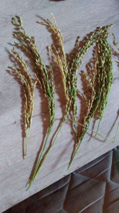 Queima Bacteriana da Panícula - Arroz