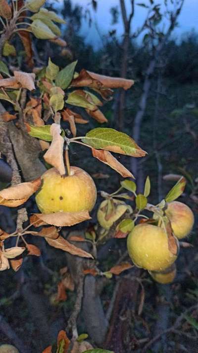 Fire Blight - Apple