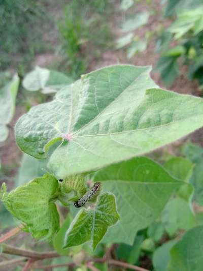 Helicoverpa Caterpillar - Cotton