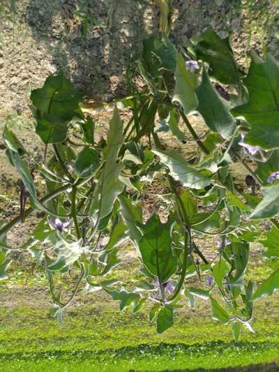 Bacterial Wilt - Brinjal