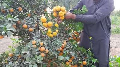 सरकोस्पोरा फल और पत्ती धब्बे - सिट्रस (नींबू वंश)