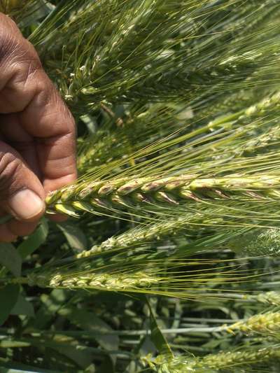 Fusarium Head Blight - Wheat