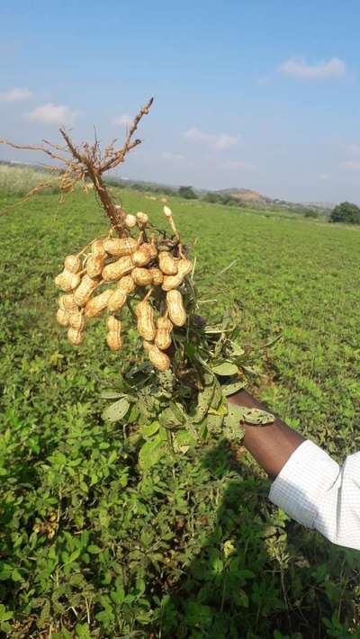 బఠానీ తుప్పు తెగులు - వేరుశనగ