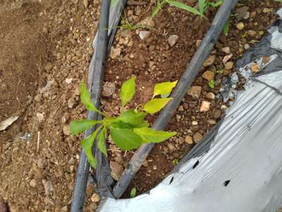 Nitrogen Deficiency - Capsicum & Chilli