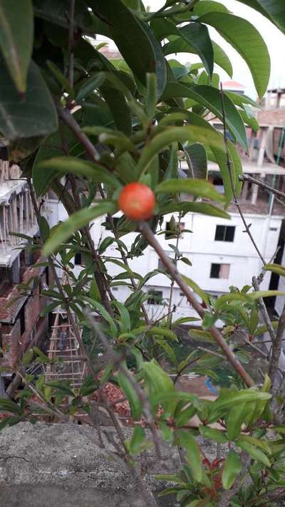 পাউডারি মাইল্ডিউ - ডালিম