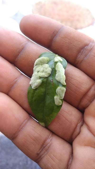 Gall Mite - Capsicum & Chilli