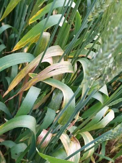 Snow Mold of Cereals - Wheat