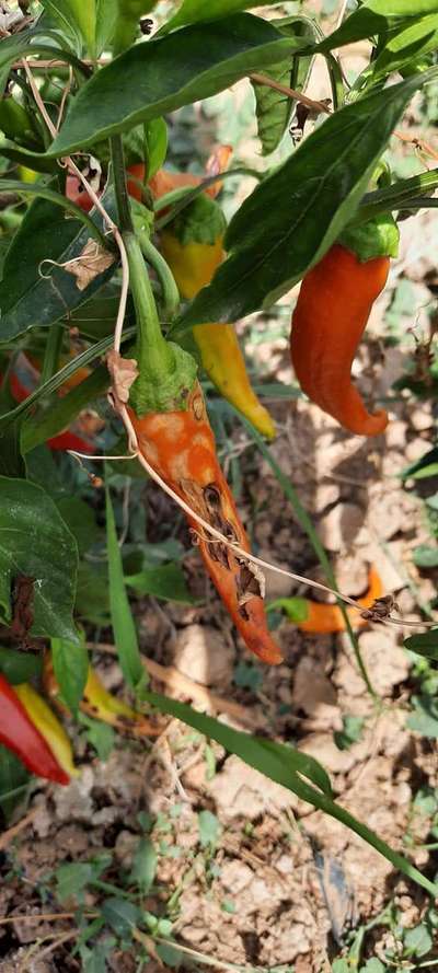 Anthracnose du Poivron et de la Tomate - Poivrons et Piments