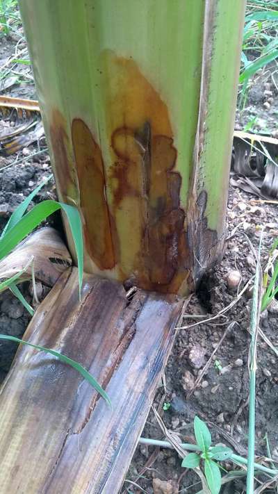 Bacterial Soft Rot of Banana - Banana