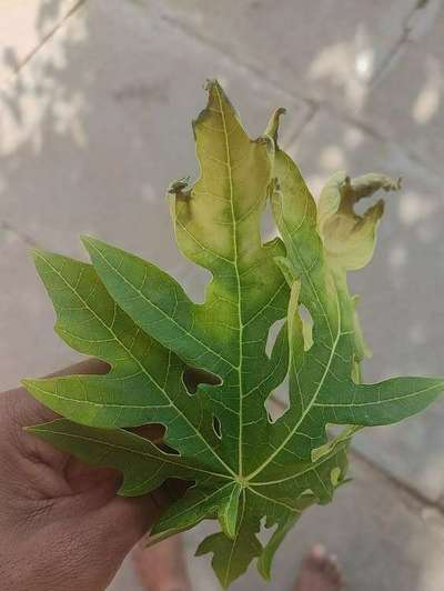 Iron Deficiency - Papaya