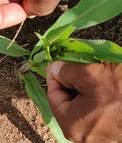 Fall Armyworm - Maize