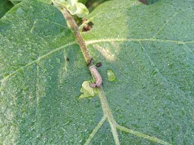 Fall Armyworm - Brinjal