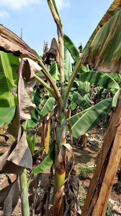 வாழைப்பழத்தில் பாக்டீரியாவின் மென் அழுகல் நோய் - வாழைப் பழம்