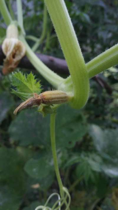 Melon Fruit Fly - Zucchini