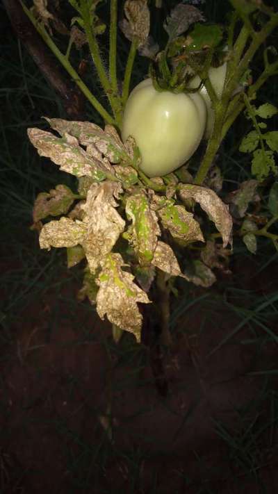 Leaf Miner Flies - Tomato