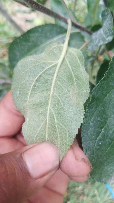 Powdery Mildew - Apple