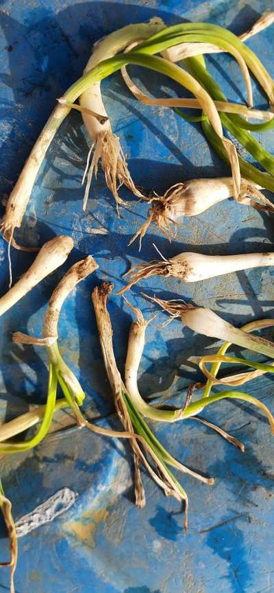 My white onion has root problem. I planted 12 acres of white onion and ...