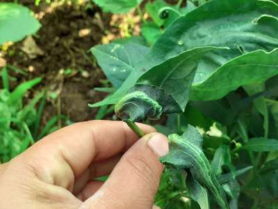 Herbicide Growth Damage - Capsicum & Chilli