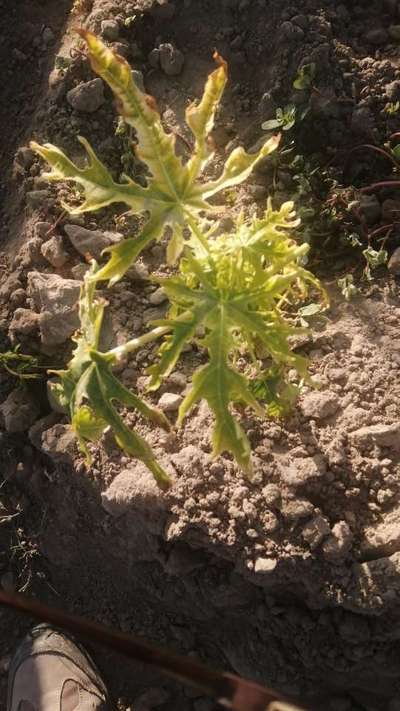 Deficiencia de hierro - Papaya