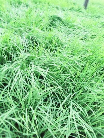 Rice Bug - ચોખા