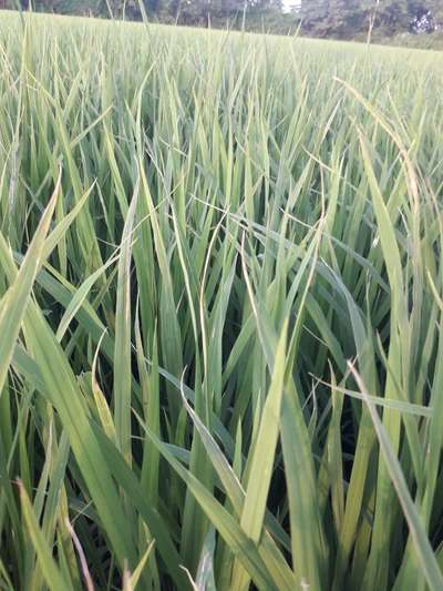 Nitrogen Deficiency - Rice