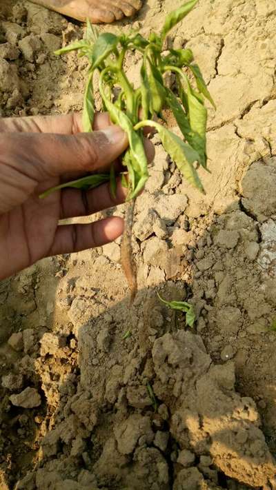 Foot and Collar Rot - Capsicum & Chilli