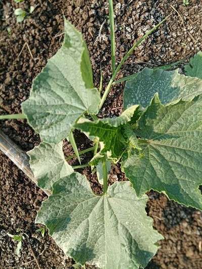 Whiteflies - Cucumber