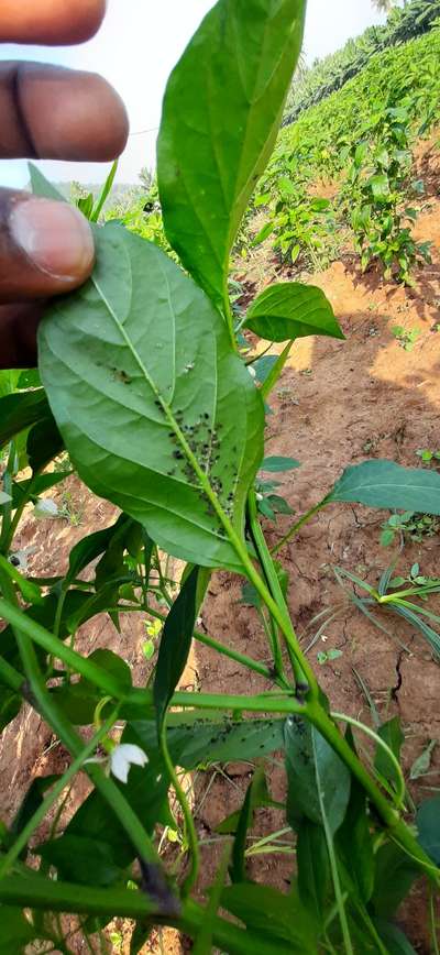 Black Citrus Aphid - Capsicum & Chilli